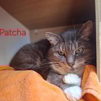 Patcha, chatte à adopter
