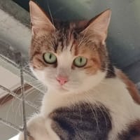 BUCOLIQUE QCT, chatte à adopter