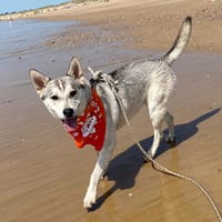 mila, chienne à adopter