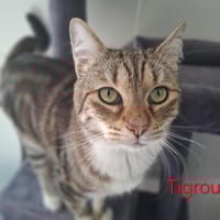 Tigrou, chat à adopter