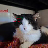 RAVEL, chat à adopter