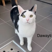 DAWAYTI, chat à adopter