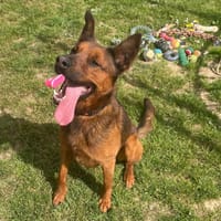 VOLDI, chien à adopter