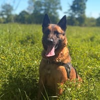 ANDOR, chien à adopter