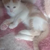 PIPPA chatonne, chatte à adopter