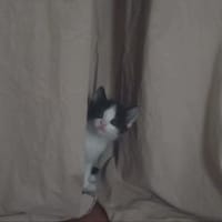 CID CHATON, chat à adopter