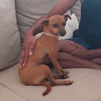 Roxy la coquine, chienne à adopter