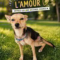 Una, chienne à adopter