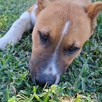 Coco, chien à adopter