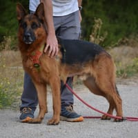 URKO, chien à adopter