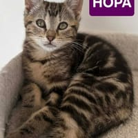 HOPA A ADOPTÉE AVEC SES FRÈRES OU SŒURS OU LA MAMAN / PEUT ÊTRE ADOPTÉ SEULE SI DEJA UN CHAT PRÉSENT CHEZ VOUS, chatte à adopter
