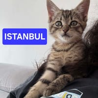 ISTANBUL A ADOPTER AVEC SES FRÈRES OU SŒURS OU MAMAN / PEUT ÊTRE ADOPTER SEUL SI DEJA UN CHAT PRÉSENT CHEZ VOUS, chat à adopter