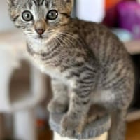 CONSTANTINOPLE A ADOPTER AVEC SES FRÈRES OU SŒURS OU MAMAN / SEUL SI DEJA UN CHATS PRÉSENT CHEZ VOUS, chat à adopter