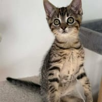 ANTALYA A ADOPTÉE AVEC SES FRÈRES OU SŒURS OU MAMAN / PEUT ÊTRE ADOPTÉE SEULE SI DEJA UN CHAT PRÉSENT CHEZ VOUS, chatte à adopter