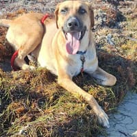 GUELIA la joie de vivre, chien à adopter