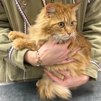 Irlande Sauvagnon 10, chatte à adopter