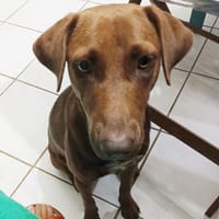 CHOKY, Femelle Berger créole junior, chienne à adopter