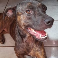 CHIPIE, Berger Créole Femelle 🐾, chienne à adopter