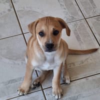 🐾 MYDEE, petit cœur à quatre pattes, cherche sa famille ! 🐾, chien à adopter