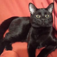 Chile, kot do adopcji