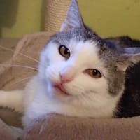 Janina, kotka do adopcji