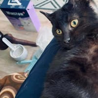 Nero, kot do adopcji