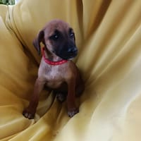 ELYO, CHIOT MÂLE BERGER CRÉOLE, chien à adopter