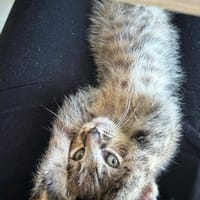 NARIELLE A ADOPTÉE AVEC UN DE NOS CHATS OU AVEC UN CHAT DEJA PRÉSENT CHEZ VOUS, chatte à adopter