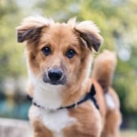 Tomby-liebevoll und verspielt, Hund zur Adoption