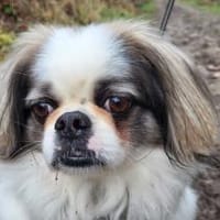 Toller Chihuahuamix Medo sucht dich/euch, Hund zur Adoption