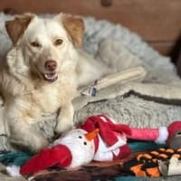 Fabricia ist eine Seele von Hund!, Hündin zur Adoption