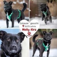 liebe Molly-Kira sucht ihre Familie, Hündin zur Adoption