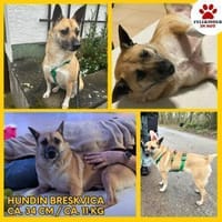 Süße Breskvica sucht ihre Familie, Hund zur Adoption