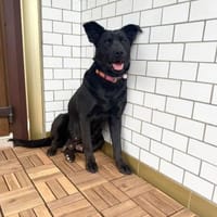 Lola sucht ihr Für-immer-Zuhause, Hündin zur Adoption