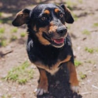 Ivie ist eine ganz tapfere, süße Hündin!, Hündin zur Adoption