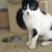 Chupa  aufgeweckte junge Entdeckerin, Katze zur Adoption