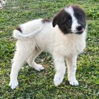 Darla - eines unserer Regenbabys, Hündin zur Adoption