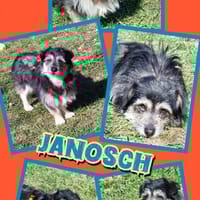 lieber kleiner Janosch auf PS 90562, Hund zur Adoption