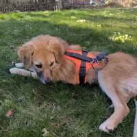 PANYA ❤ wartet in 72589 Westerheim, Hündin zur Adoption