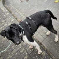 Ikem hat viel Liebe für Familie zu geben, Hund zur Adoption