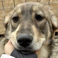 Junghündin Roxy - in Bayern (86576), Hündin zur Adoption