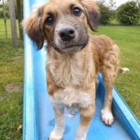 Hier kommt Theo 🥰, Hund zur Adoption