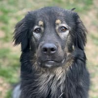 HAILEY - treu, verkuschelt, lieb, Hündin zur Adoption