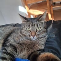 Pomelo  verschmuster, unkomplizierter K, Kater zur Adoption