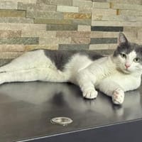 Geben Sie kleinem Sole ein Zuhause?, Kater zur Adoption