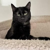 Stella sucht tolles Zuhause, Katze zur Adoption