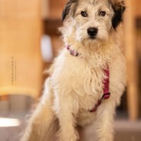 Anastasia (Ana) - Schönheit aus Lancram, Hündin zur Adoption