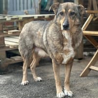 KOLOVOS möchte endlich glücklich werden, Hund zur Adoption