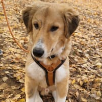 JORDY - charmanter, lieber Hundebub, Hund zur Adoption