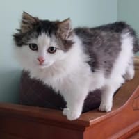 Linus, Kater zur Adoption